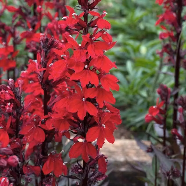 Marshalls Garden Lobelia Starship Scarlet with Bronze Leaf, Red, Pack of 3