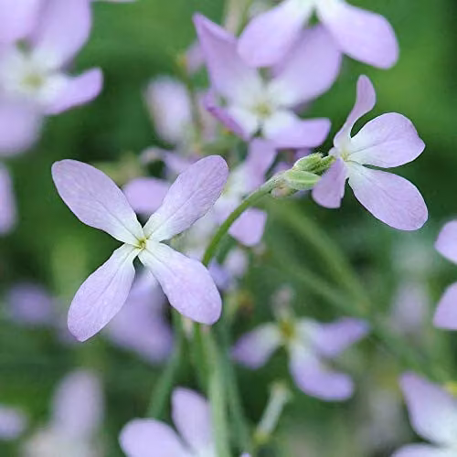 Thompson and Morgan Purple Stock Night Scented Hardy Annual Flower Seeds (825 Seeds) – 1