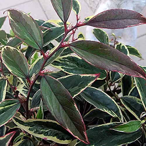 Thompson and Morgan Leucothoe fontanesiana Whitewater Evergreen Hardy Ornamental Shrub with White Flowers and Variegated Foliage, 3.6-Litre – 3