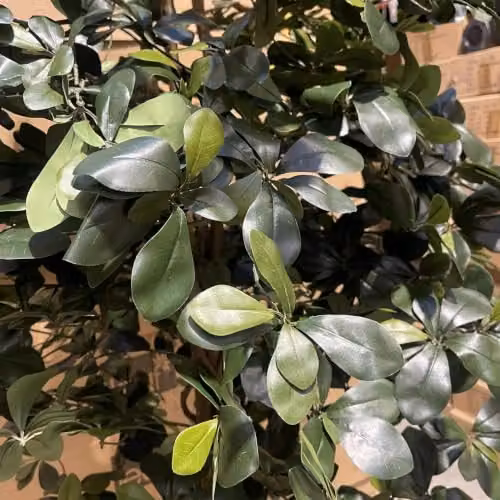 LeafUK Green Fire Resistant Artificial Olive Tree, Height: 180 cm – 5