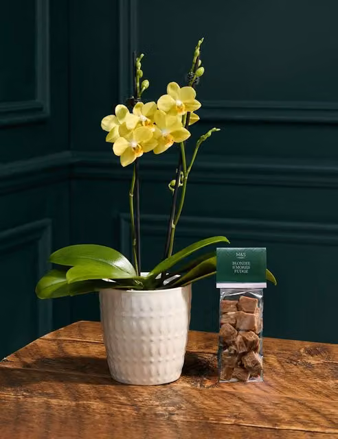 M&S Flower Market Yellow Orchid with Blondie S'Mores Fudge