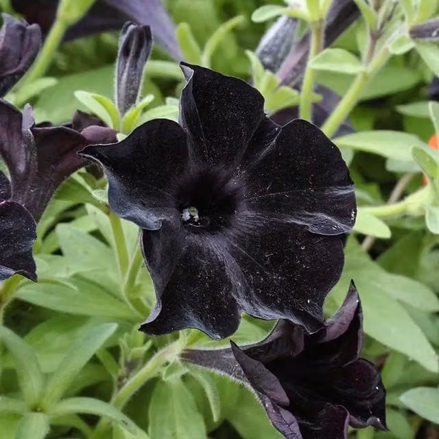 Set of 3 Black Velvet Petunia Bedding Plants by Plant Theory in 9cm Pots