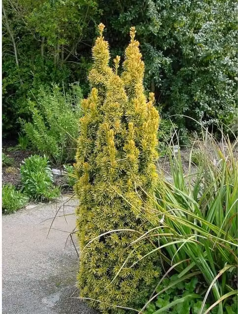 Direct Plants Taxus Standishii Golden Column Yew Tree, Green and Yellow, in a 3 L Pot