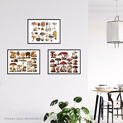 Artery8 Set of 3 Vintage Mushroom Illustration Wall Art Prints, Multicolour Botanical Paper Posters, W: 21.0 cm, H: 29.7 cm – 3