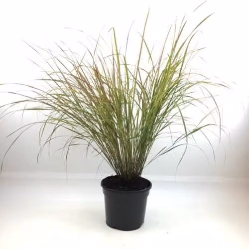 Thompson & Morgan Anemanthele lessoniana Hardy Perennial Ornamental Grass with Ruby-Red Foliage, 2 x 3 Litre Potted Plants