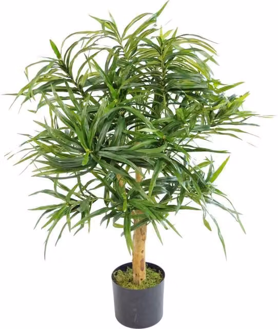 Dyzi Artificial Dracaena Plant with Natural Wood Trunk, Green, Height: 100 cm