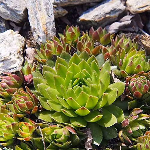Thompson & Morgan Mixed Sempervivum Indoor Succulent Plants in Green Plastic Pots, 10 x 5.5 cm – 2