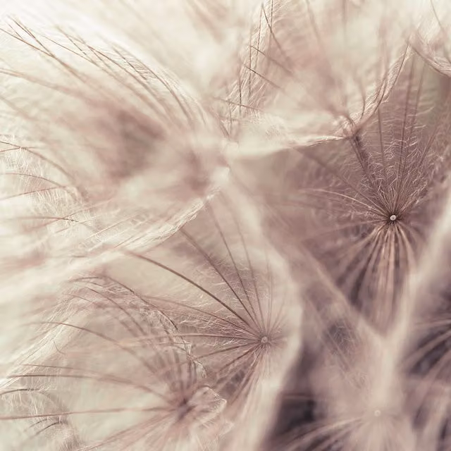 Dandelion Close Up Pink Floral Botanical Wall Mural Photograph