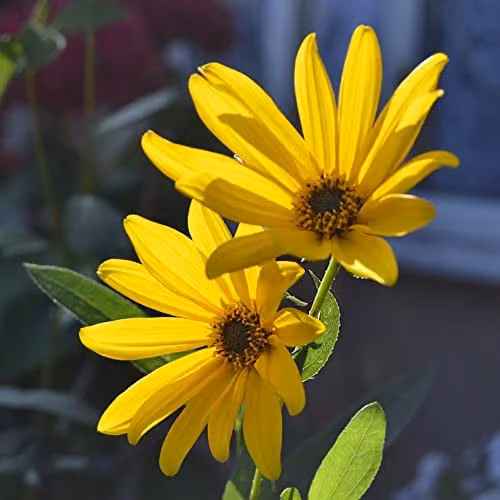Thompson and Morgan Maximilian Sunflower Seeds Helianthus maximiliani Hardy Perennial with Yellow Blooms, 40 Seeds