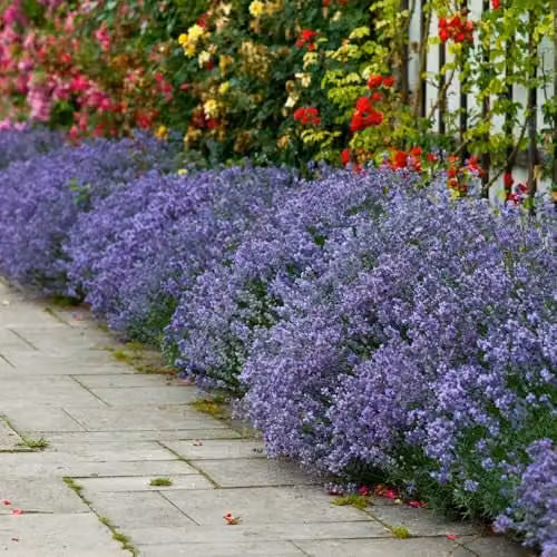 YouGarden 12 English Hidcote Lavender Hedging Plants in 9cm Pots, Purple Perennial Outdoor Plants