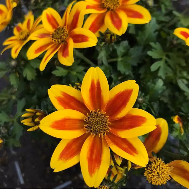 Plant Theory Set of 3 Sunbird Yellow Red Star Improved Bidens Bedding Plants in 9cm Pots, Red and Yellow