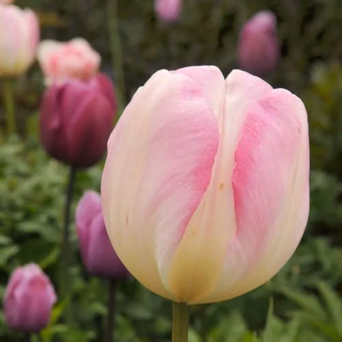 Thompson and Morgan Tulip Angelique Double Late Bulbs, Soft Pink Fragrant Rosette Blooms, 16 Bulbs – 2