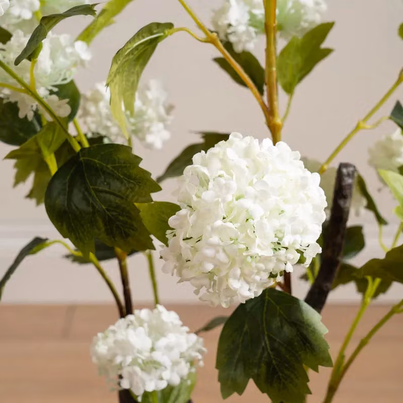 Scottish Everlastings Ltd Potted Hydrangea Plant, Height: 85 cm – 2