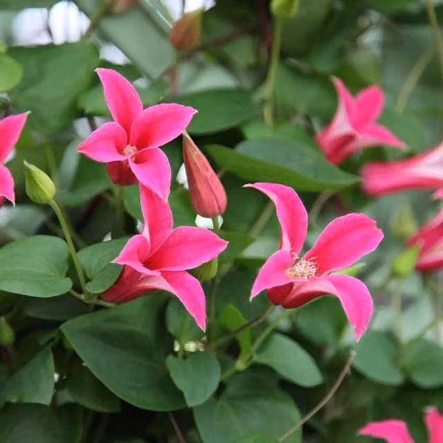 Plant Theory Clematis Princess Diana Pink Flowering Climbing Plant in a Green Pot
