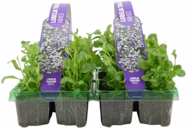 Plants by Post Mixed Colour Lobelia Trailing Bedding Plants, Pack of 12