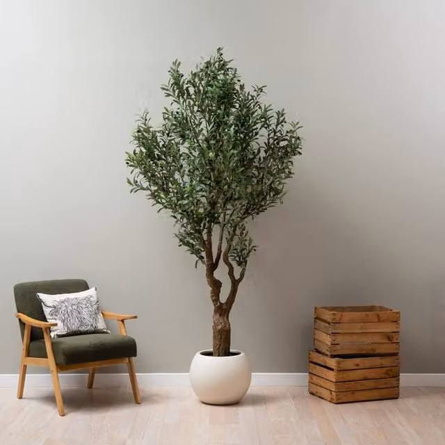 Scottish Everlastings Ltd 230 cm Green Mediterranean Olive Tree