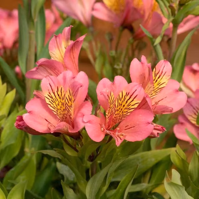 Marshalls Alstroemeria Collection of Easy-to-Grow Perennial Ornamental Garden Plants in Red, Pink and Orange
