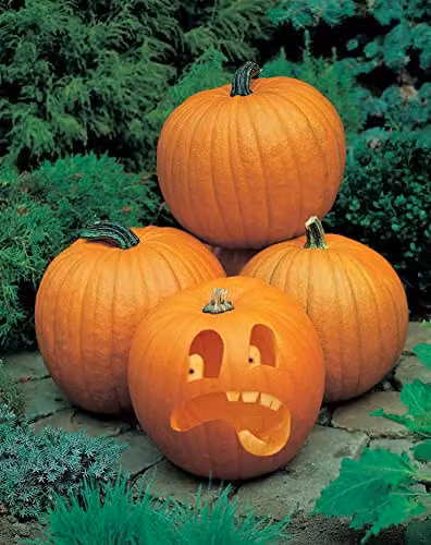 Johnsons Seeds Pumpkin Rocket F1 Vegetable Seeds – 3