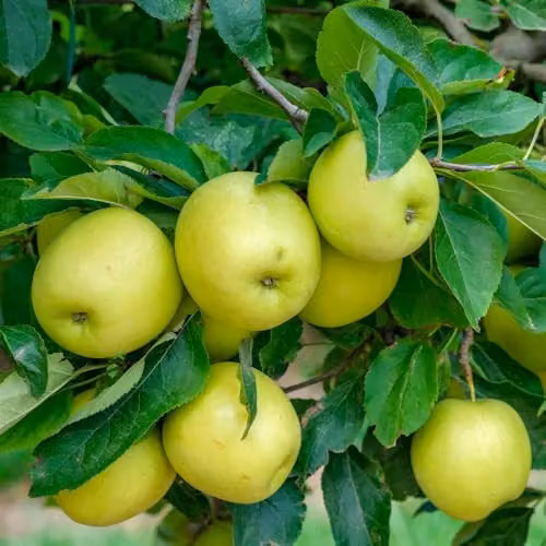 Thompson & Morgan Golden Delicious Apple Fruit Tree for Dessert and Cooking, 4 Litre Pot – 2