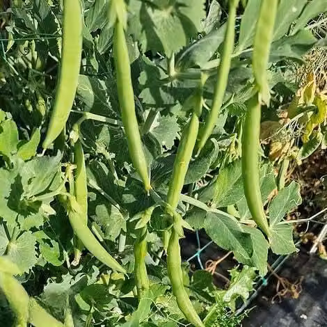 Thompson & Morgan Pea Snak Hero Seeds, Sweet and Stringless Snap Peas, 100 Seeds per Packet