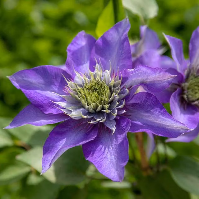 Marshalls Garden Clematis Multi Blue Climber in Blue, Silver and Purple
