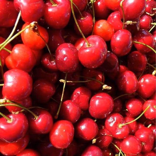 Direct Plants Dwarf Stella Cherry Fruit Tree, Gisela 5, 7.5 Litre Pot, 3-4ft Tall