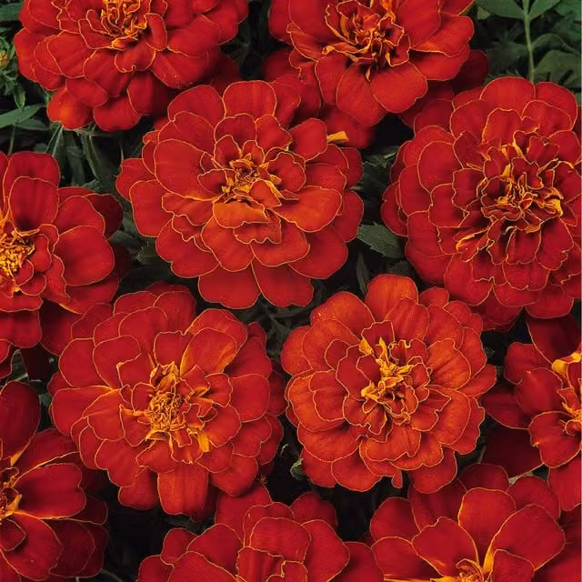 Plants By Post Marigold French Red Bedding Plants, 12 Pack, Red
