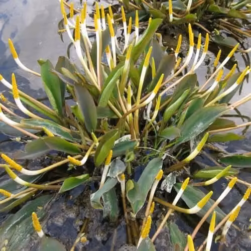 Thompson and Morgan Orontium Aquaticum Golden Club Marginal Aquatic Pond Plant with White Flowers and Golden Tips, 3 x 1 Litre Pots