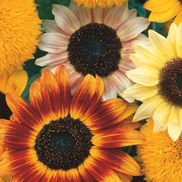 Unwins Toyshop Sunflower Seeds, Yellow and Gold, 30 g