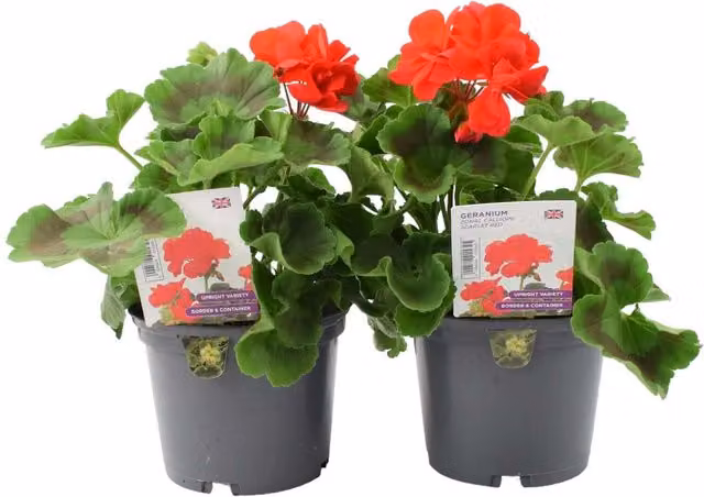 Plants By Post Geranium Zonal Calliope Scarlet Red, 2 x 1L Pots