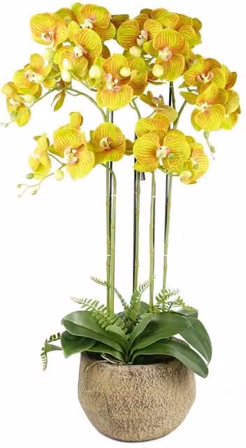 Botanik Large Real Touch Lime Yellow Artificial Orchid with 41 Flowers in a Ceramic Pot, Height: 80 cm