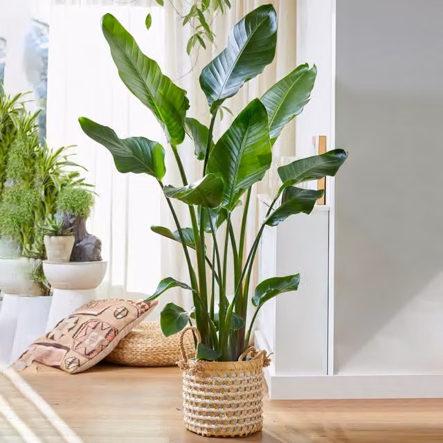 GardenersDream Strelitzia Nicolai Exotic Green Indoor House Plant