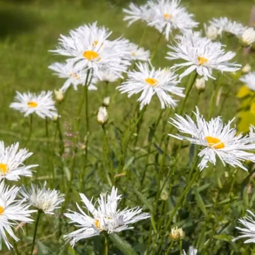 Thompson and Morgan Leucanthemum Crazy Daisy White Flowering Hardy Perennial, 60 Plug Plants – 6