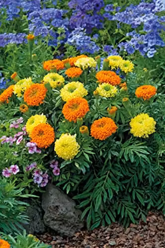 Johnsons Mixed Colour African Marigold Spinning Wheels Ornamental Flower Seeds – 3