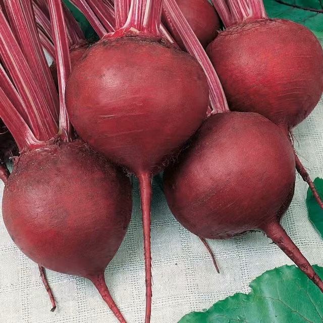 Unwins Cardeal Beetroot Seeds, Green Variety
