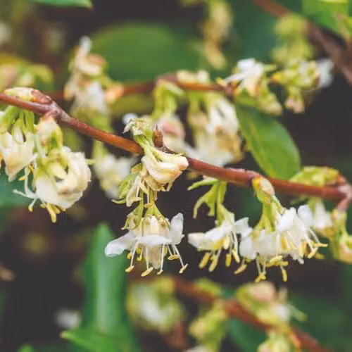 Thompson & Morgan Lonicera fragrantissima Winter Flowering Honeysuckle Plant with White Blooms, 10 Litre Pot