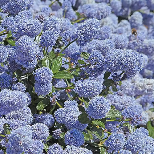 Thompson and Morgan Ceanothus repens Californian Lilac Evergreen Hardy Ornamental Shrub with Powder Blue Flowers, 2 x 9cm Pots