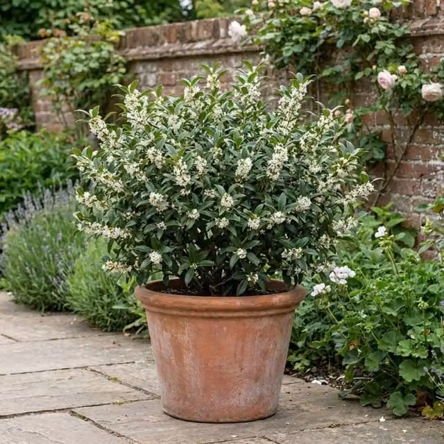 Plants By Post Osmanthus Burkwoodii Fragrant Green and White Shrub in a 3L Pot
