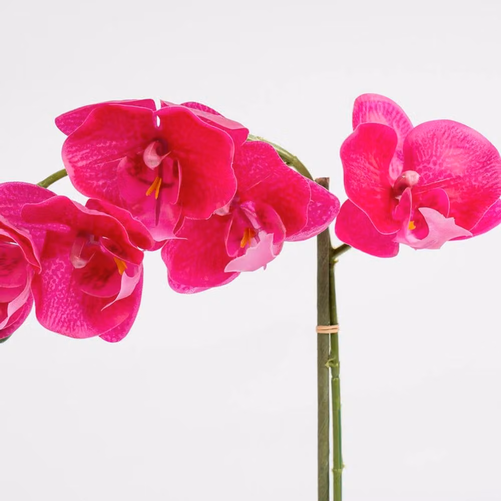 Scottish Everlastings Ltd Pink Orchid in a Square Concrete Pot, Height: 40 cm