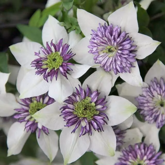 Plant Theory Clematis Florida Sieboldiana White Flowering Climber Plant, Green