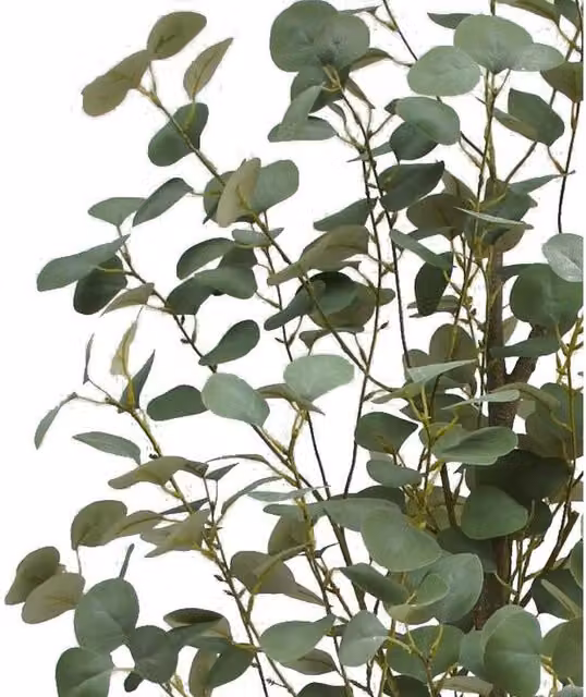Botanik Leaf Design Eucalyptus Tree in Green, Height: 180 cm