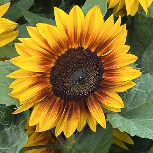 Thompson & Morgan Sunflower Mahogany F1 Seeds, Orange and Yellow Semi-Dwarf Variety, 1x Seed Packet