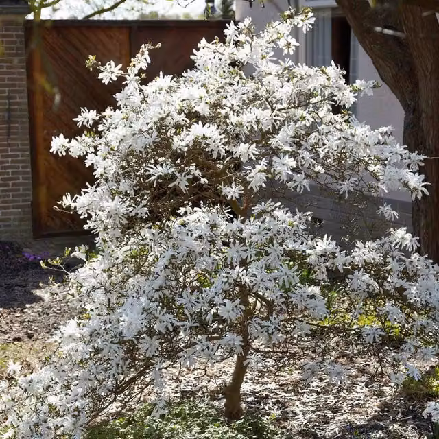 Marshalls Garden Magnolia Stallata White Ornamental Tree