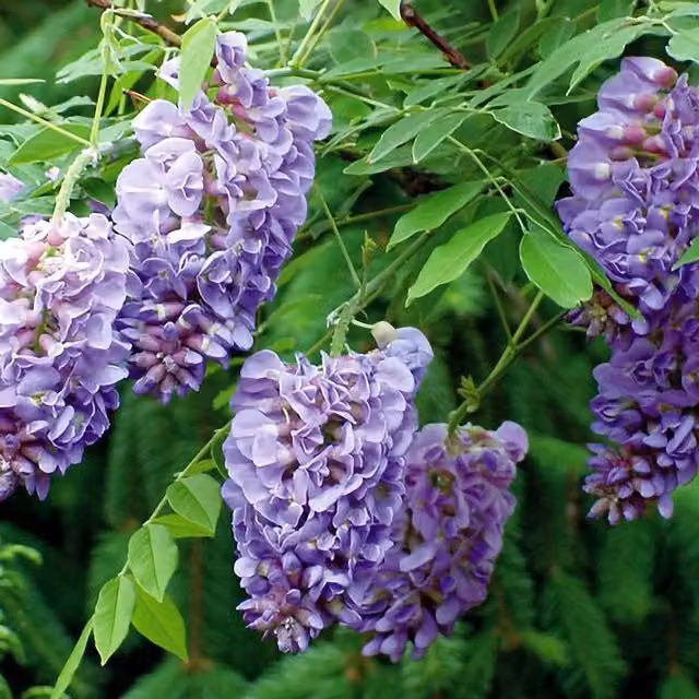 Plant Theory Wisteria Frutescens Amethyst Falls Purple Flowering Climber Plant, Green