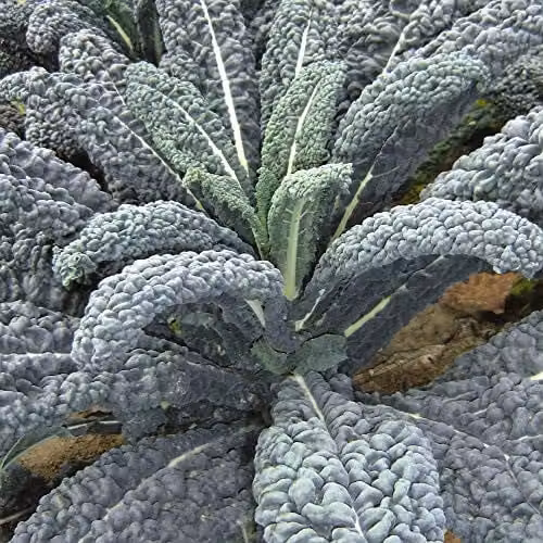 Thompson and Morgan Kale Yurok F1 Hybrid Vegetable Seeds, 30 Seeds per Packet
