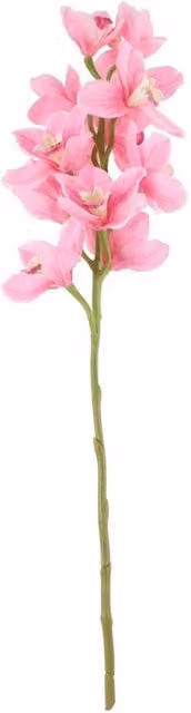 KDMD Tintagel Cymbidium Orchid, Pink, Organic Tabletop Floral Plant – 1