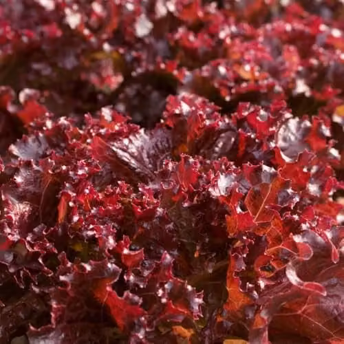Thompson & Morgan Lettuce Sulfita Seeds, Red Hybrid Crunchy Iceberg and Batavia Variety, 200 Seeds