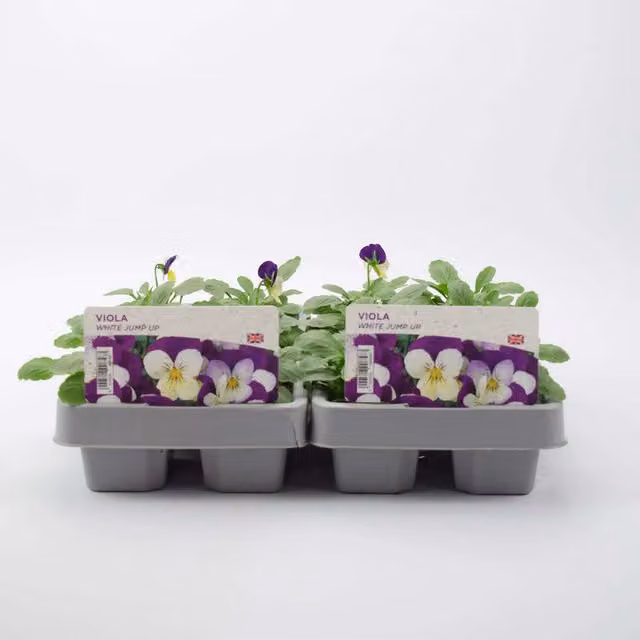 Plants by Post White and Purple Viola Garden Ready Bedding Plants, 12 Plants