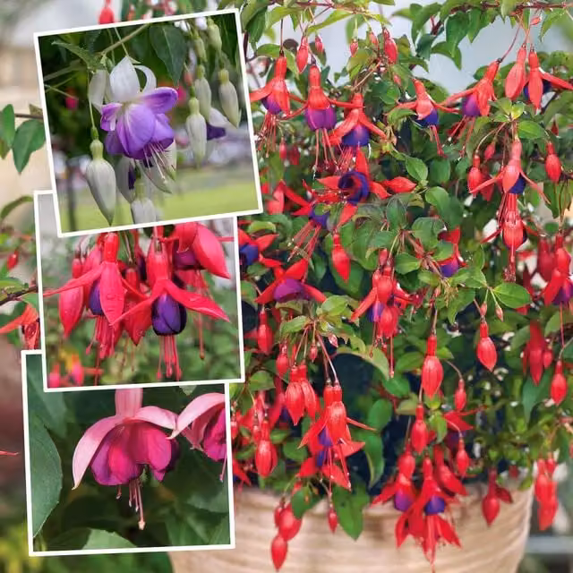 Marshalls Garden Pink Fuchsia Perennial 3-Plant Collection in 9cm Pots