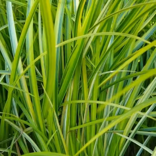 Thompson and Morgan Acorus Calamus Gramineus Slender Sweet Flag, Variegated Green and White Aromatic Perennial for Ponds and Bog Gardens, 3 x 9cm Pots